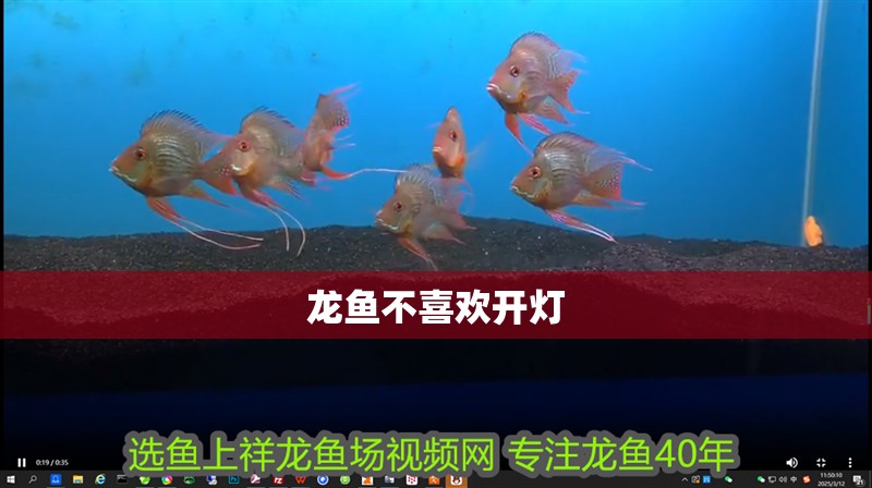 龍魚不喜歡開燈