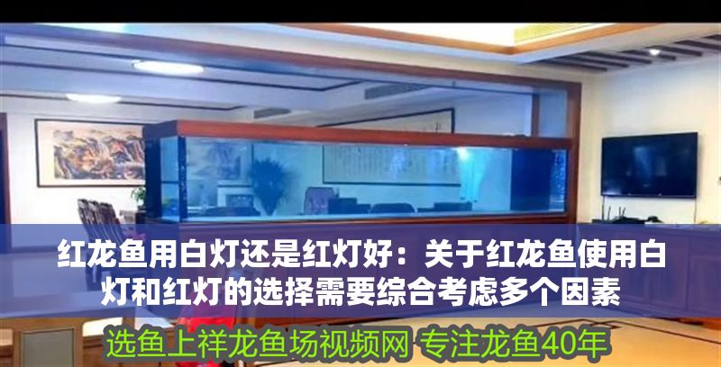 紅龍魚用白燈還是紅燈好：關于紅龍魚使用白燈和紅燈的選擇需要綜合考慮多個因素