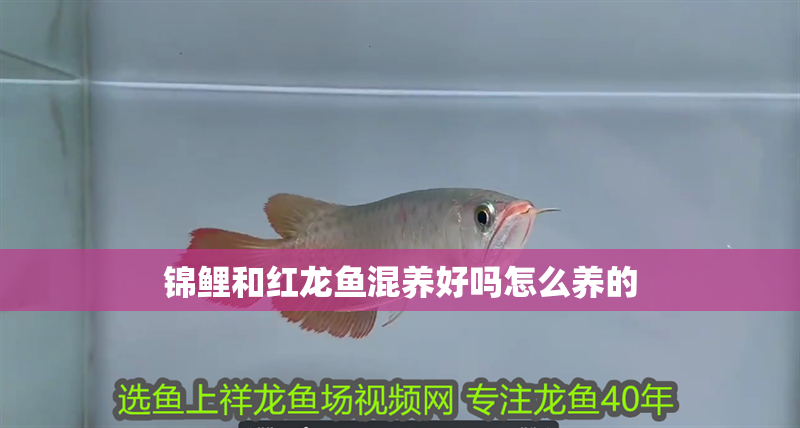 錦鯉和紅龍魚混養好嗎怎么養的