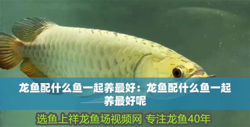 龍魚配什么魚一起養(yǎng)最好：龍魚配什么魚一起養(yǎng)最好呢