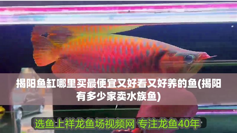 揭陽魚缸哪里買最便宜又好看又好養的魚(揭陽有多少家賣水族魚)