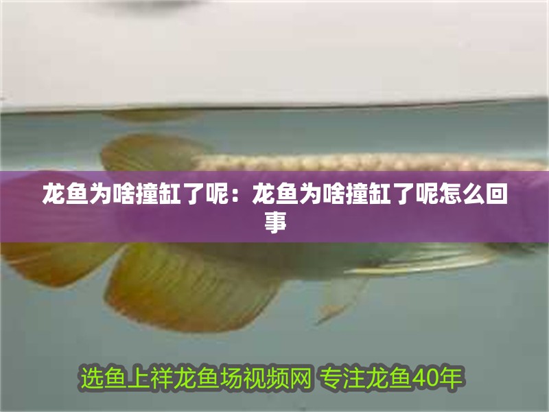 龍魚為啥撞缸了呢：龍魚為啥撞缸了呢怎么回事