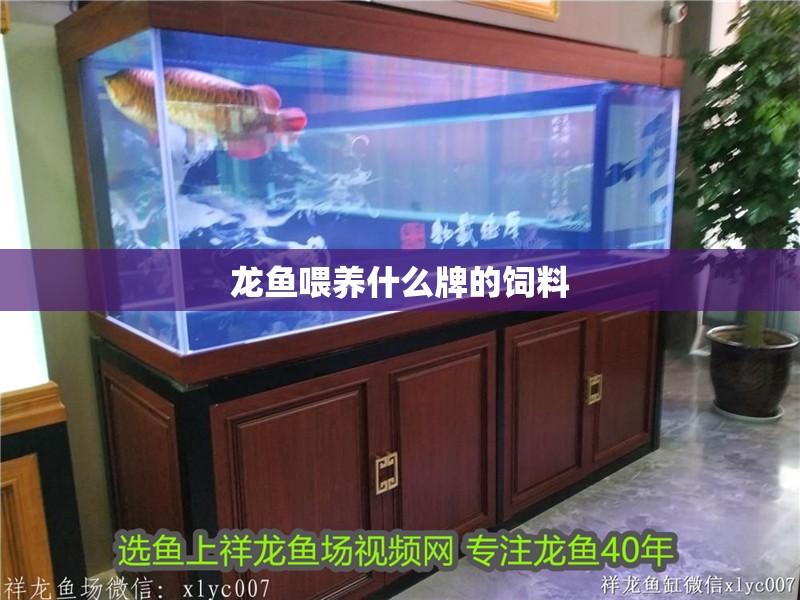 龍魚喂養什么牌的飼料