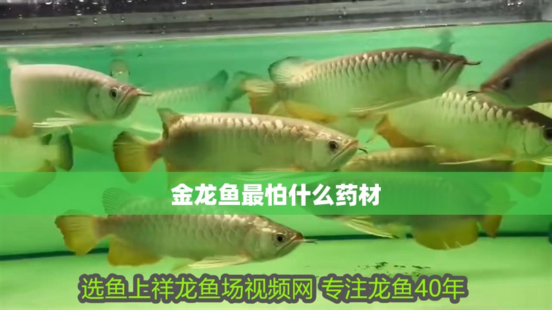 金龍魚最怕什么藥材