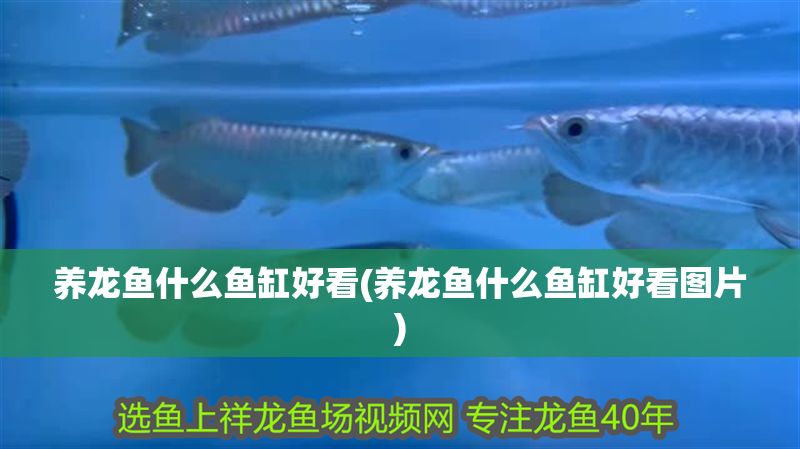 養龍魚什么魚缸好看(養龍魚什么魚缸好看圖片)