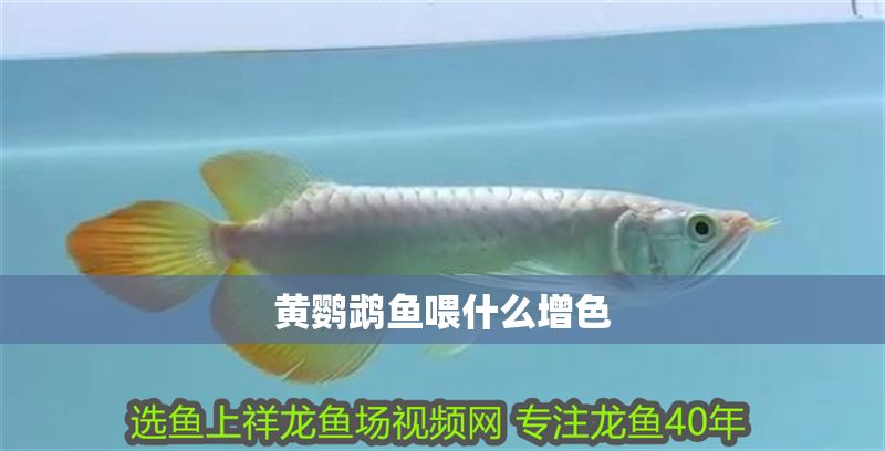 黃鸚鵡魚喂什么增色