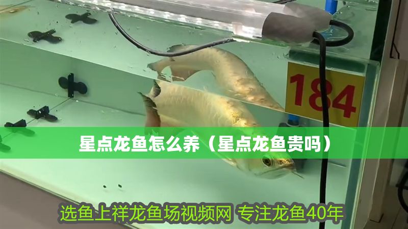 星點龍魚怎么養（星點龍魚貴嗎）