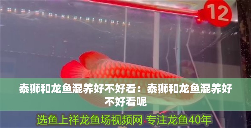 泰獅和龍魚混養好不好看：泰獅和龍魚混養好不好看呢