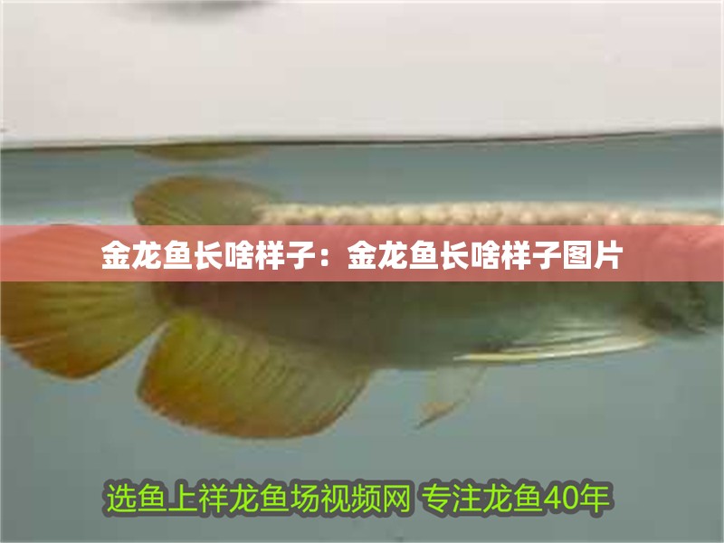 金龍魚長啥樣子:金龍魚長啥樣子圖片 水族問答 金龍魚長啥樣子:金龍魚長啥樣子圖片 金龍魚長啥樣子:金龍魚長啥樣子圖片 水族問答