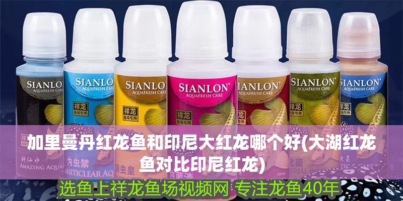 加里曼丹紅龍魚和印尼大紅龍哪個好(大湖紅龍魚對比印尼紅龍)