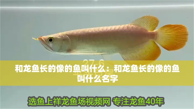 和龍魚長的像的魚叫什么：和龍魚長的像的魚叫什么名字