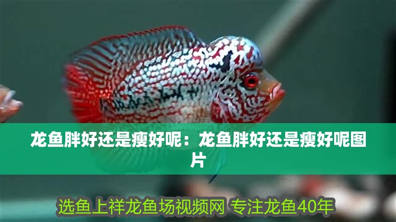 龍魚胖好還是瘦好呢：龍魚胖好還是瘦好呢圖片