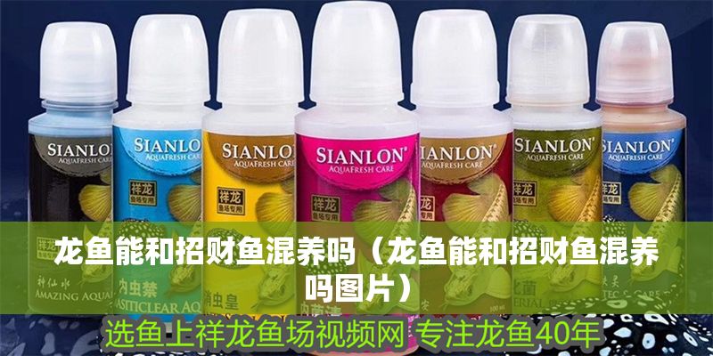 龍魚能和招財魚混養嗎(龍魚能和招財魚混養嗎圖片) 豬鼻龜百科 第1張 龍魚能和招財魚混養嗎(龍魚能和招財魚混養嗎圖片) 龍魚能和招財魚混養嗎(龍魚能和招財魚混養嗎圖片) 豬鼻龜百科 第1張