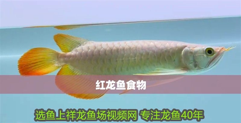 紅龍魚(yú)食物