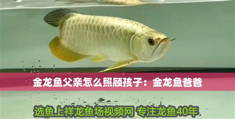 金龍魚父親怎么照顧孩子：金龍魚爸爸