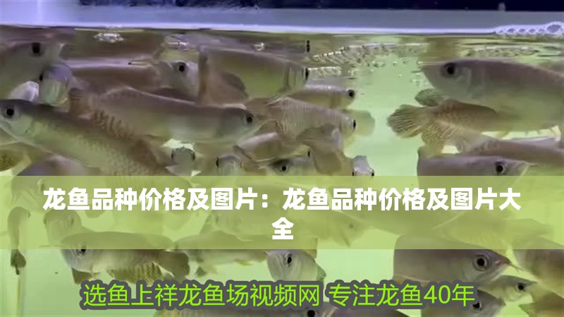 龍魚品種價格及圖片：龍魚品種價格及圖片大全