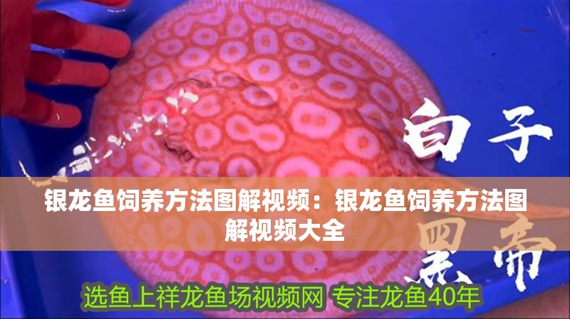 銀龍魚飼養(yǎng)方法圖解視頻：銀龍魚飼養(yǎng)方法圖解視頻大全