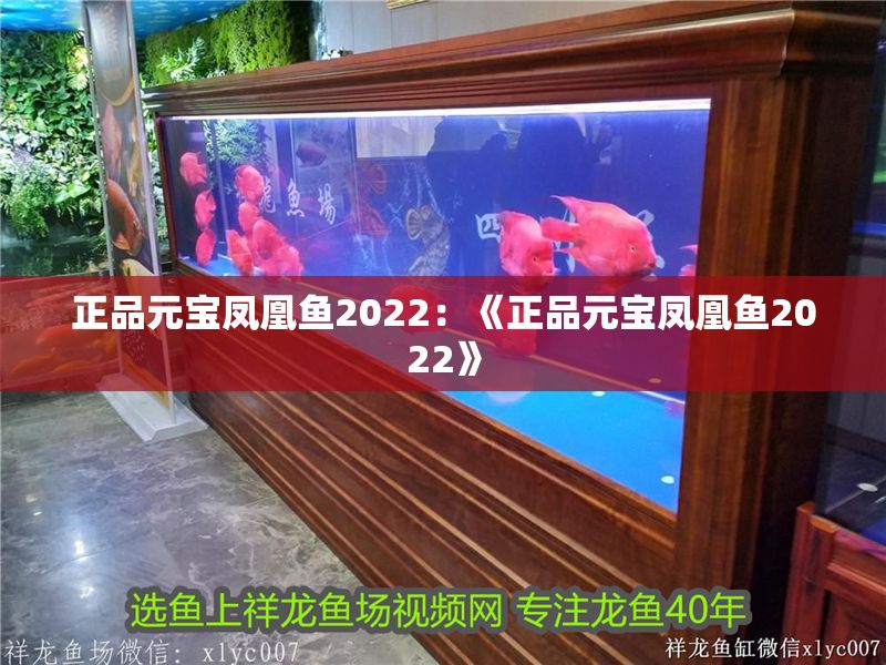 正品元寶鳳凰魚2022：《正品元寶鳳凰魚2022》