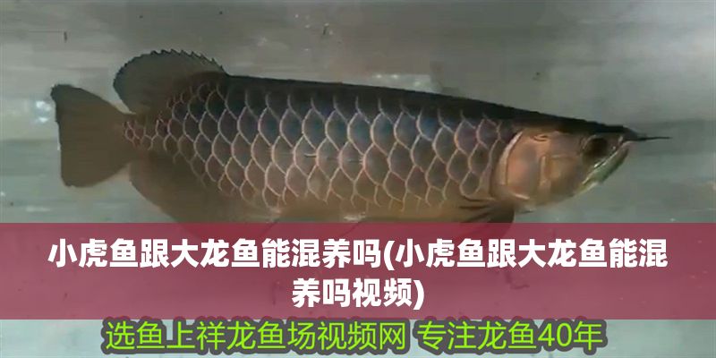 小虎魚跟大龍魚能混養嗎(小虎魚跟大龍魚能混養嗎視頻)