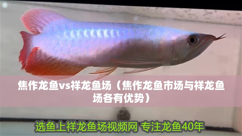 焦作龍魚vs祥龍魚場（焦作龍魚市場與祥龍魚場各有優(yōu)勢(shì)）