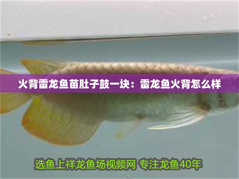 火背雷龍魚苗肚子鼓一塊：雷龍魚火背怎么樣