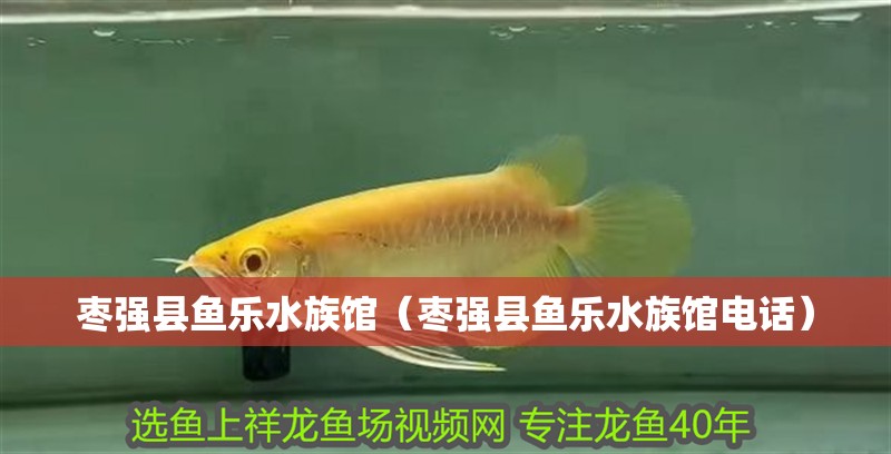 棗強縣魚樂水族館（棗強縣魚樂水族館電話）