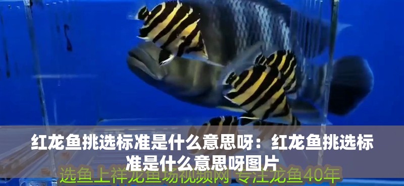 紅龍魚挑選標準是什么意思呀：紅龍魚挑選標準是什么意思呀圖片
