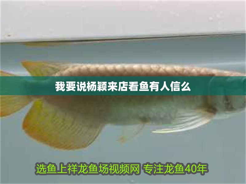 我要說楊穎來店看魚有人信么