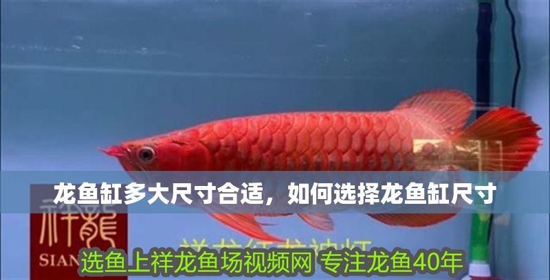 龍魚缸多大尺寸合適，如何選擇龍魚缸尺寸