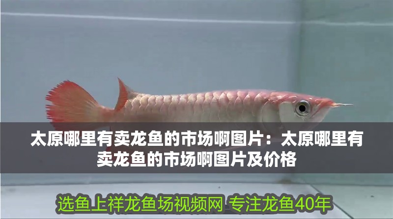 太原哪里有賣龍魚的市場啊圖片：太原哪里有賣龍魚的市場啊圖片及價格