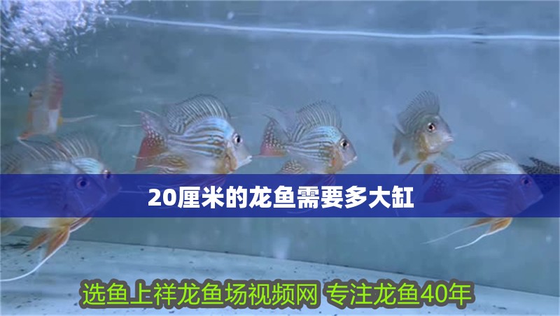 20厘米的龍魚需要多大缸