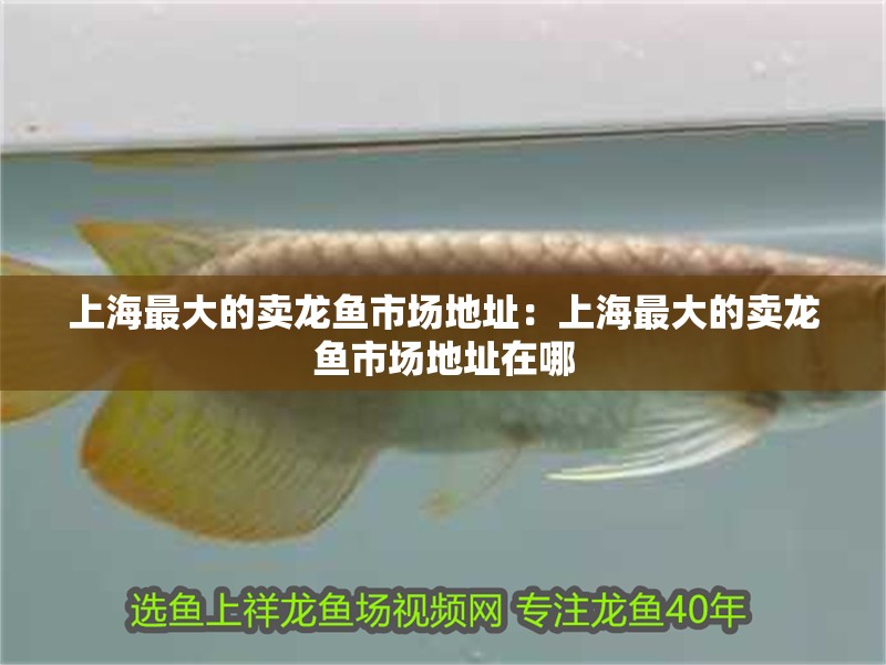 上海最大的賣龍魚市場地址：上海最大的賣龍魚市場地址在哪