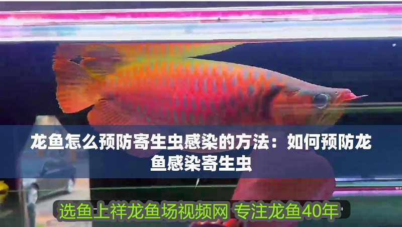 龍魚怎么預防寄生蟲感染的方法：如何預防龍魚感染寄生蟲