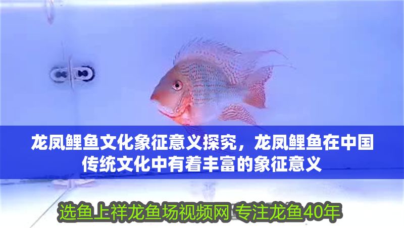 龍鳳鯉魚文化象征意義探究，龍鳳鯉魚在中國傳統文化中有著豐富的象征意義