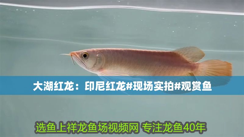 大湖紅龍：印尼紅龍#現場實拍#觀賞魚