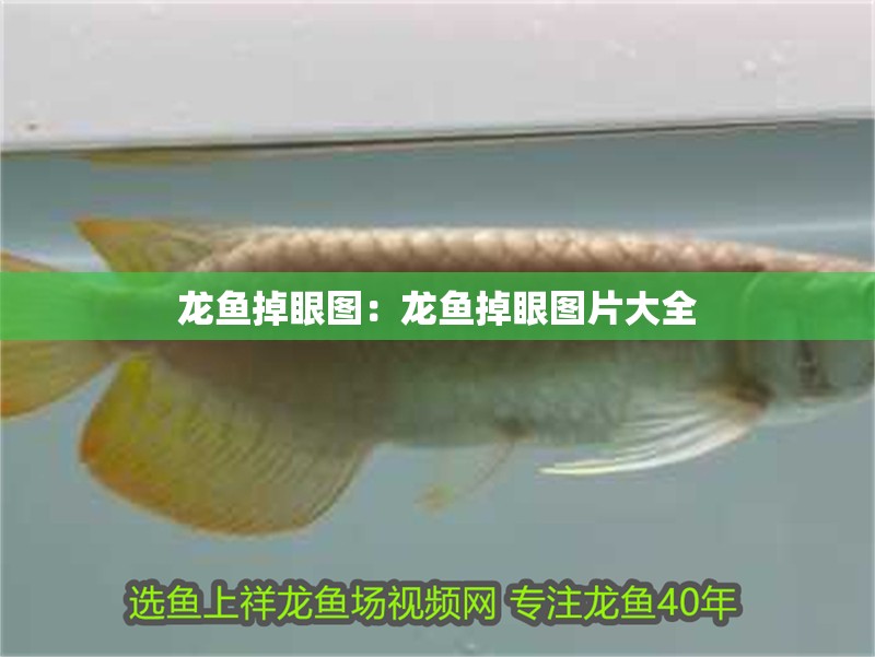 龍魚掉眼圖：龍魚掉眼圖片大全 龍魚掉眼圖：龍魚掉眼圖片大全 水族問答