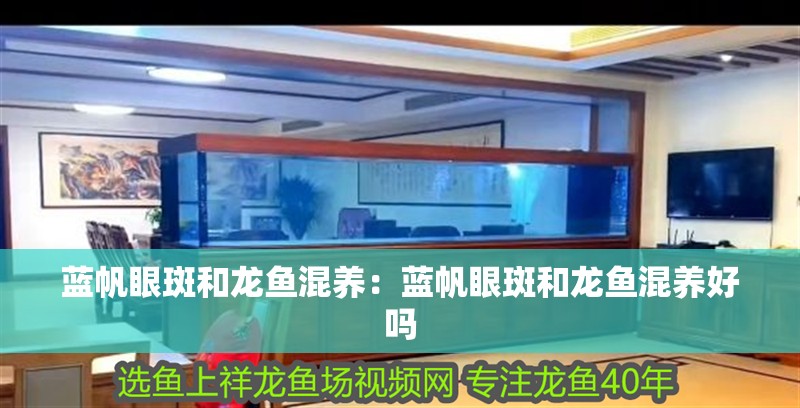 藍帆眼斑和龍魚混養(yǎng)：藍帆眼斑和龍魚混養(yǎng)好嗎