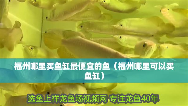 福州哪里買魚缸最便宜的魚(福州哪里可以買魚缸) 錦鯉魚百科 第1張 福州哪里買魚缸最便宜的魚(福州哪里可以買魚缸) 福州哪里買魚缸最便宜的魚(福州哪里可以買魚缸) 錦鯉魚百科 第1張