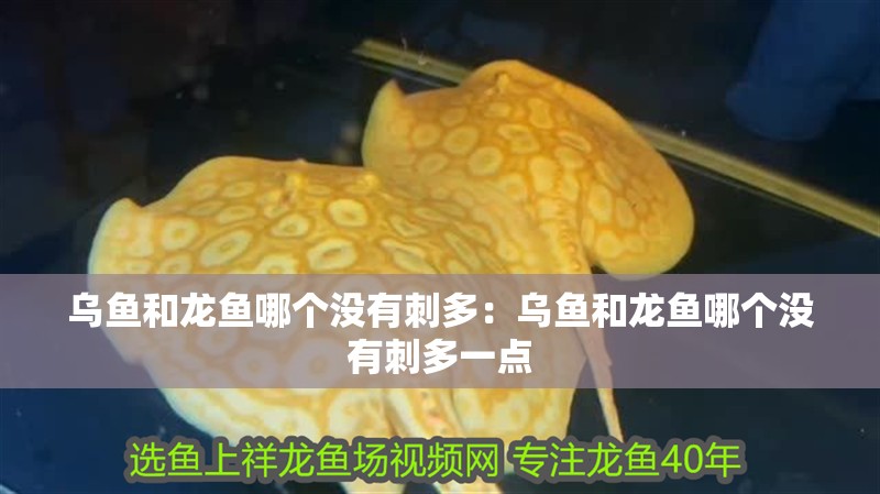 烏魚和龍魚哪個沒有刺多：烏魚和龍魚哪個沒有刺多一點