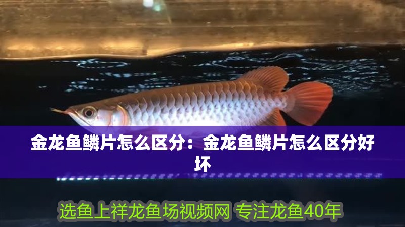 金龍魚鱗片怎么區(qū)分：金龍魚鱗片怎么區(qū)分好壞