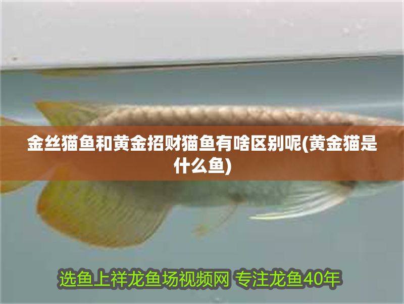 金絲貓魚和黃金招財貓魚有啥區別呢(黃金貓是什么魚)