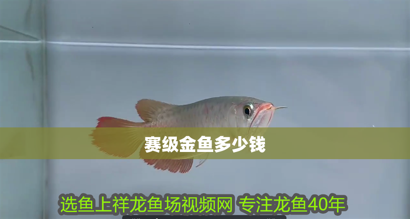 賽級金魚多少錢