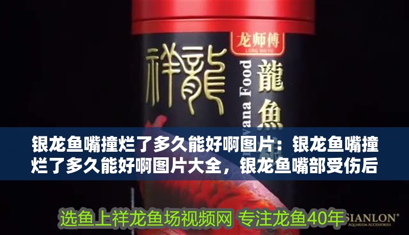 銀龍魚嘴撞爛了多久能好啊圖片：銀龍魚嘴撞爛了多久能好啊圖片大全，銀龍魚嘴部受傷后如何恢復