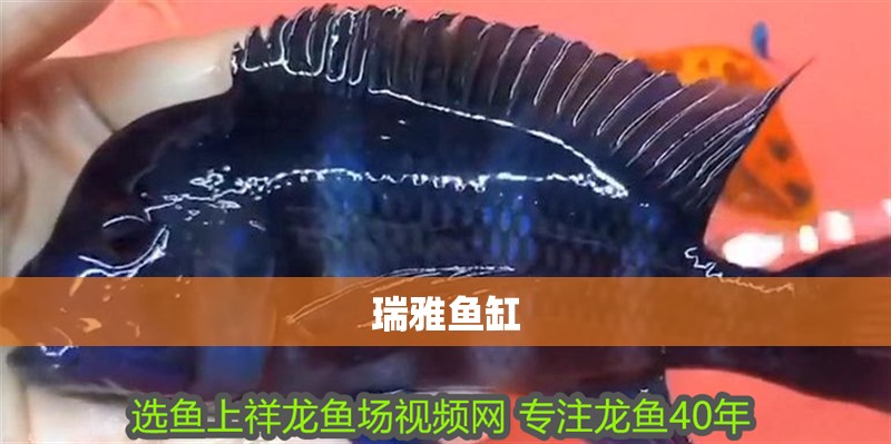 瑞雅魚缸