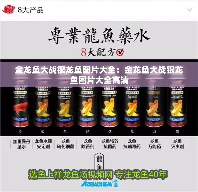 金龍魚大戰銀龍魚圖片大全：金龍魚大戰銀龍魚圖片大全高清