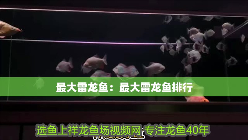最大雷龍魚：最大雷龍魚排行