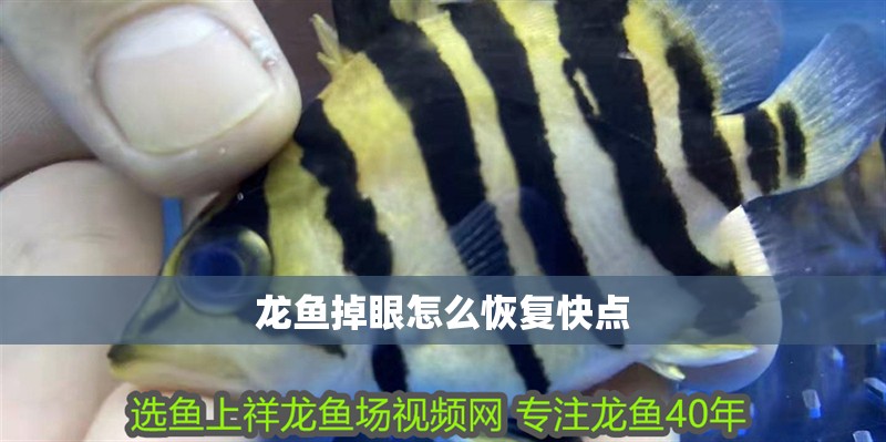 龍魚掉眼怎么恢復快點