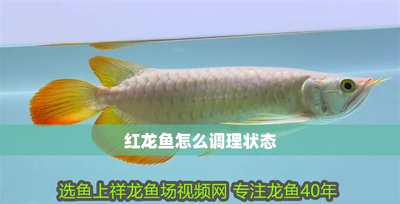 紅龍魚怎么調(diào)理狀態(tài)