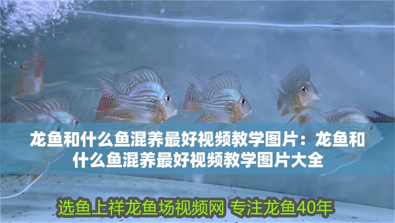 龍魚和什么魚混養最好視頻教學圖片：龍魚和什么魚混養最好視頻教學圖片大全