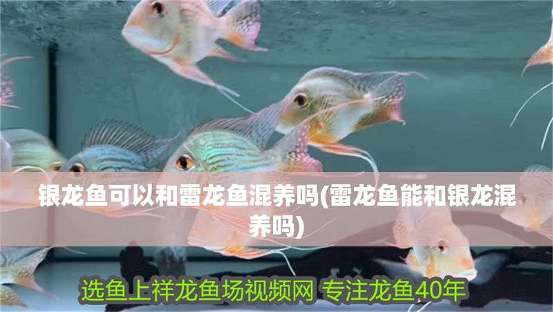 銀龍魚可以和雷龍魚混養(yǎng)嗎(雷龍魚能和銀龍混養(yǎng)嗎)